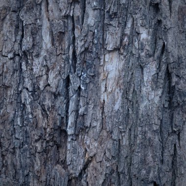 Eski havaya yakın çekim Ağaç kabuğu dokusu arkaplan deseni.