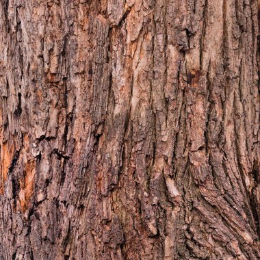 Eski havaya yakın çekim Ağaç kabuğu dokusu arkaplan deseni.