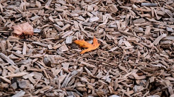 Оранжевый Осенний Кленовый Лист Измельченном Кедровом Дереве Текстура Фона Крупным — стоковое фото