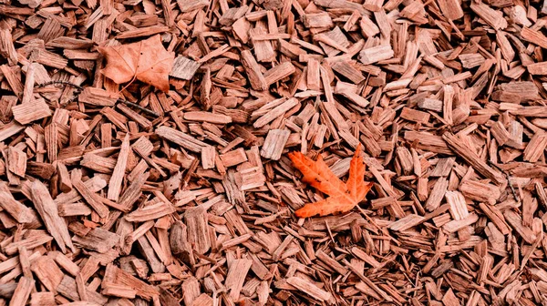 Oranje Herfst Esdoorn Blad Geplette Ceder Boom Schors Textuur Achtergrond — Stockfoto