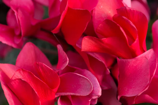 Nahaufnahme roter Blütenblätter einer wunderschönen Blume. Hibiscus rosa sinensis. — Stockfoto