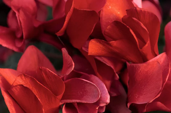 Nahaufnahme roter Blütenblätter einer wunderschönen Blume. Hibiscus rosa sinensis. — Stockfoto