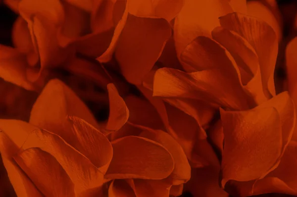 가시가 많은 꽃의 붉은 꽃잎의 근접 사진입니다. 히비스커스로 사시 엔시스. — 스톡 사진