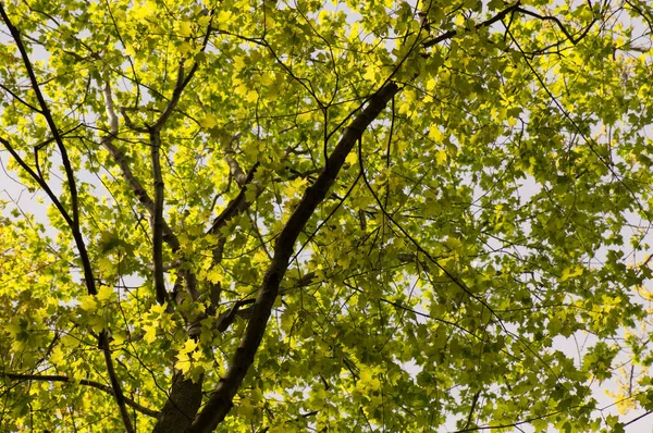 Rama Verde Del Árbol Arce Tocada Con Luz Solar —  Fotos de Stock