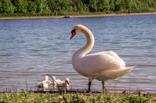 Белая женщина-лебедь с маленькими лебедями на берегу озера — стоковое фото