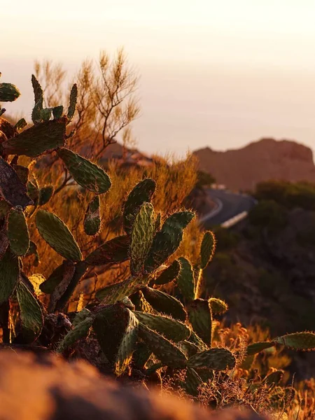 Kaktus i solnedgången i Teneriffa Kanarieöarna — Stockfoto