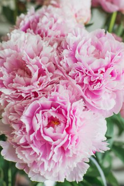 Şık buket pembe renk peonies çok yakın çekim. Herhangi bir tatil için güzel bir çiçek. Çok güzel ve romantik çiçek çiçek dükkanında.
