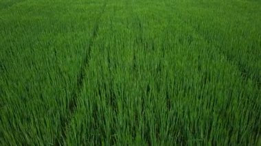 Havadan görünümü. Uçuş üzerinde yeşil bir alana, Rusya. portre