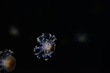 Akvaryum denizanası, balık, deniz yosunu, iyi bir arka plan