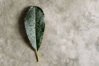 yaprak plumeria tatlı su ile gri arka plan üzerinde damla