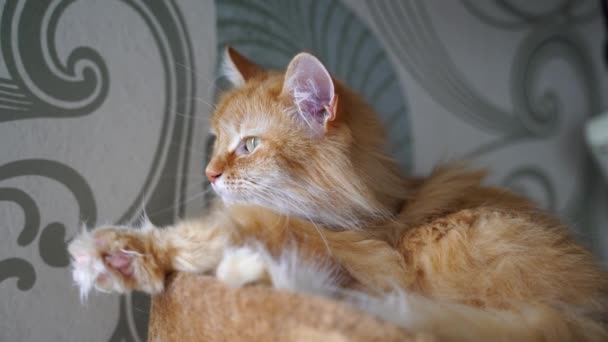 Cute ginger kucing santai di rumahnya — Stok Video