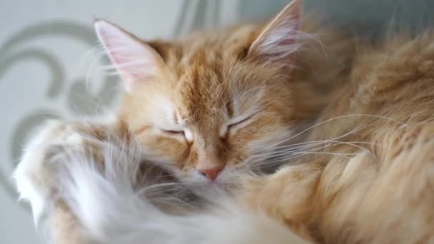 可爱的睡觉生姜猫在她的房子 — 图库视频影像