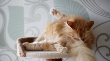 şirin zencefil kedi evinde yıkar