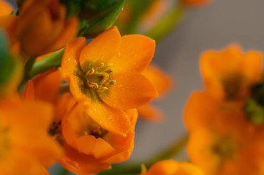 Turuncu ve yeşil bir arka plan ile turuncu çiçekler.