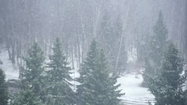 Tree in a field in winter with falling snow. — Stock Video