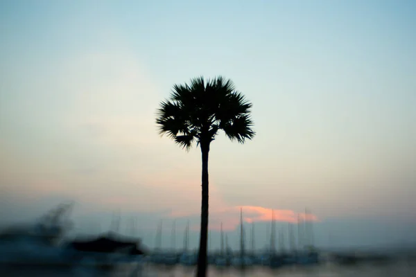 Palma en la playa. Tailandia. Lindo fondo — Foto de Stock