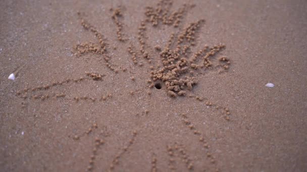 Ghost krab, bouwen van een huis op het strand. — Stockvideo