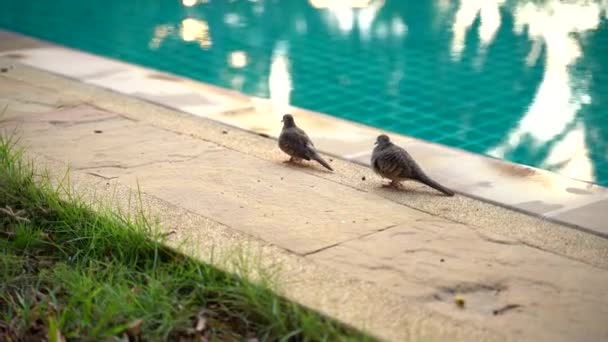 Aves despegan del borde de la piscina — Vídeos de Stock