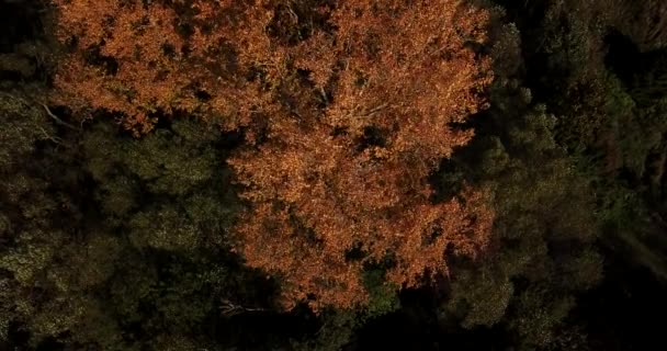 Herfst gele boom sways en verliest bladeren in de wind. Uitzicht vanaf boven — Stockvideo