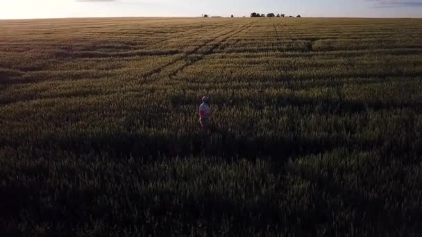 Athletic férfi és videósok a rozs területén fogás drone a naplemente háttérben. — Stock videók
