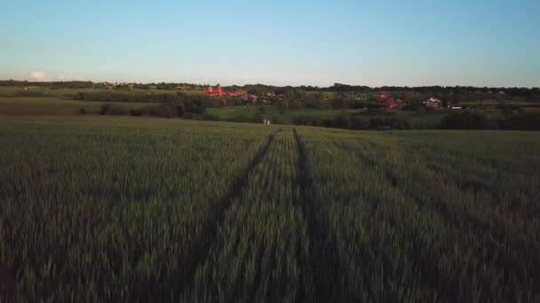 Shooting a drone over the field at sunset — Stock Video