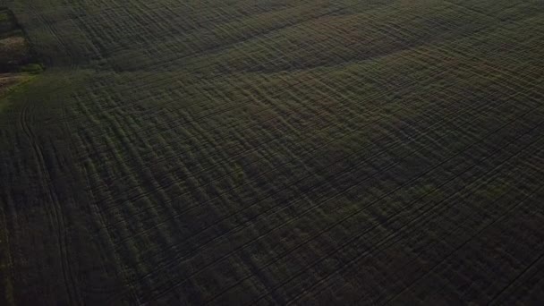 Havadan görünümü. Uçuş gündoğumu olgun altın buğday sahasında yukarıda. — Stok video