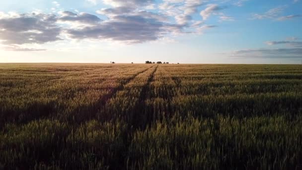 Вид з повітря. Політ над стиглим золотим пшеничним полем на сході сонця . — стокове відео