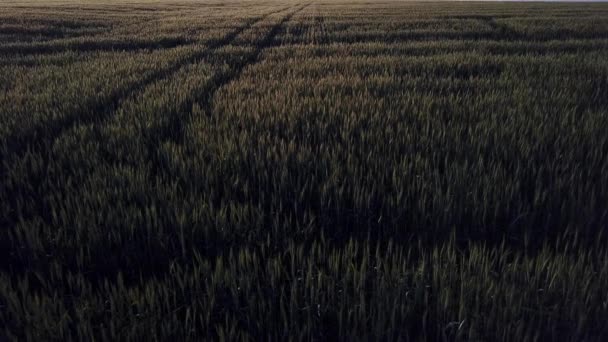 Luftaufnahme. Flug über dem reifen goldenen Weizenfeld bei Sonnenaufgang. — Stockvideo