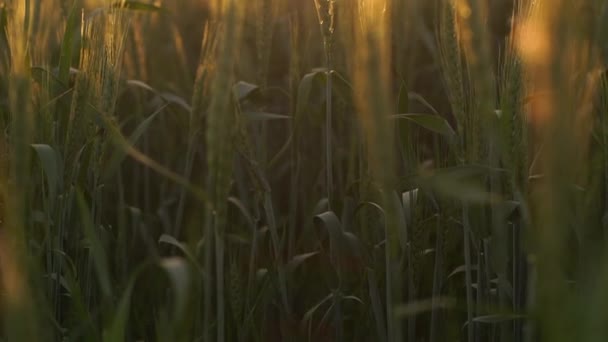Gele tarwe spike close-up in zonlicht glint bij zonsondergang — Stockvideo