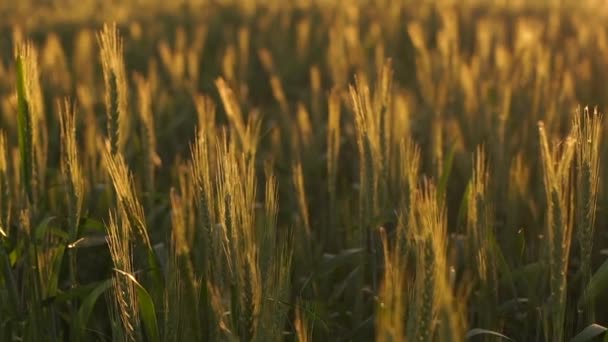 Gele tarwe spike close-up in zonlicht glint bij zonsondergang — Stockvideo