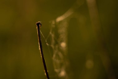 Web örümcek Closeup fotoğraf, gün doğumu