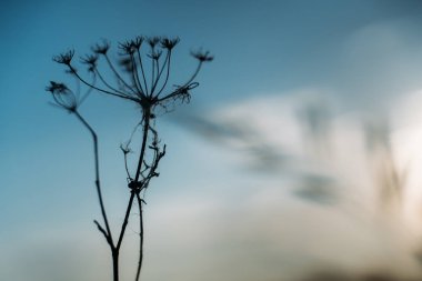 Gün batımında güzel bir gökyüzü ve çiçekte bir dal