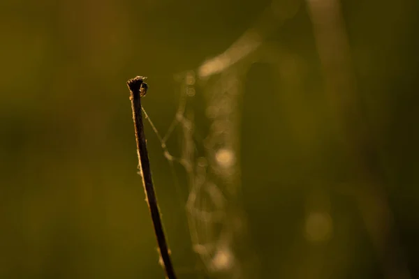 蜘蛛在网络上的特写照片，日出 — 图库照片