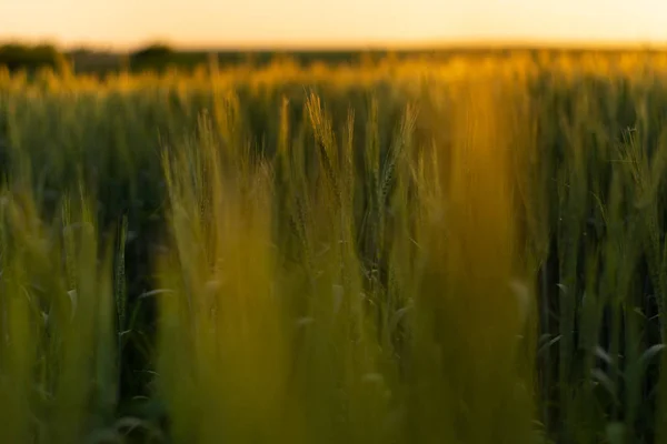 Espiga de trigo amarillo primer plano en el brillo de la luz del sol al atardecer —  Fotos de Stock