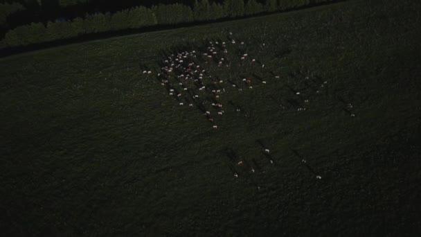 Tehenek terelés és futás a zöld mező tavasszal. 4k antenna drone repülés — Stock videók