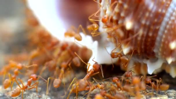 Kolonie mravenců vezujících potraviny z Thajska přírody — Stock video