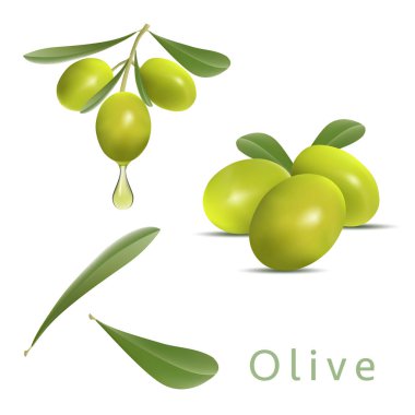 zeytinyağı, doğal kozmetik, sağlık ürünleri için tasarım. beyaz arka plan üzerinde izole yeşil zeytin dalı vektör illüstrasyon. dal üzerinde yeşil zeytin suluboya illüstrasyon. Yalıtılmış tasarım öğesi.