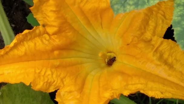 黄色の花に蜂。上からの眺め . — ストック動画