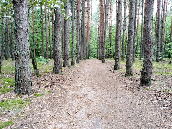 Pohled Perspektivy Mezi Borovicemi Lesní Cestě Tunelu Mezi Stromy Letním — Stock fotografie