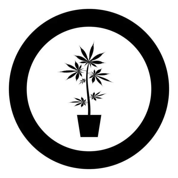 Pot de marijuana Cannabic en pot Icône de chanvre en cercle illustration vectorielle ronde de couleur noire image de style plat — Image vectorielle