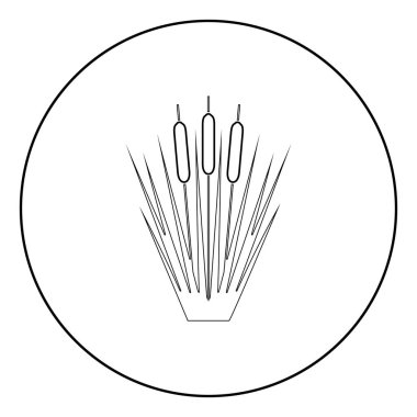 Reed Bulrush Reeds Club-rush ling Cane rush simgesi daire yuvarlak anahat siyah renk vektör illüstrasyon düz stil görüntü