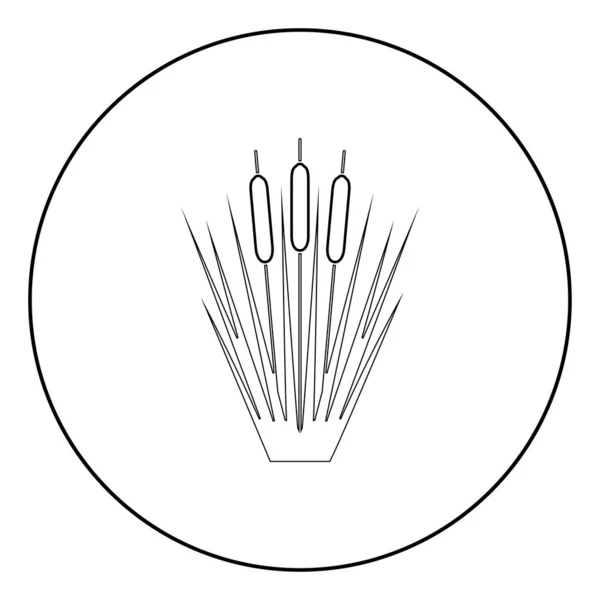 Reed Bulrush Reeds Club-rush ling Cane rush icon in circle round outline black color vector illustration flat style image — Stock Vector
