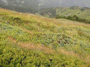 Ukrayna'da karpatlar dağlarında Dik yamaç