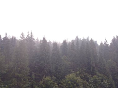 Karanlık yağmur gün Ormanlı dağ yamacıNda sisli manzara kavramı Sisli görünümü sis Orman ile kötü havalarda Çam ağaçları Ladin