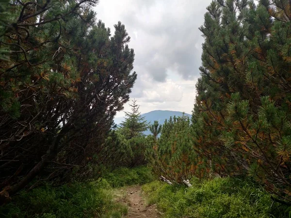 Sendero de enebro en la montaña Senderismo a través de la montaña Karpathians cerca del pueblo Lugi — Foto de Stock