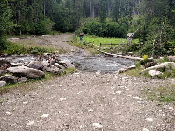 Árbol a través de río de montaña en área de conservación forestal — Foto de Stock