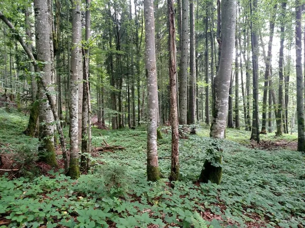 Haya verde bosque de fondo con árboles en la temporada de primavera —  Fotos de Stock