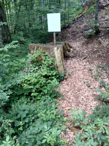 Poster on the stump of large tree in the green forest Clear sign concept message from nature Attention sign — Stock Photo, Image