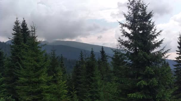 Spruce Montanhas Céu Ambiente Dia Ensolarado Atura Nos Cárpatos Cor — Vídeo de Stock