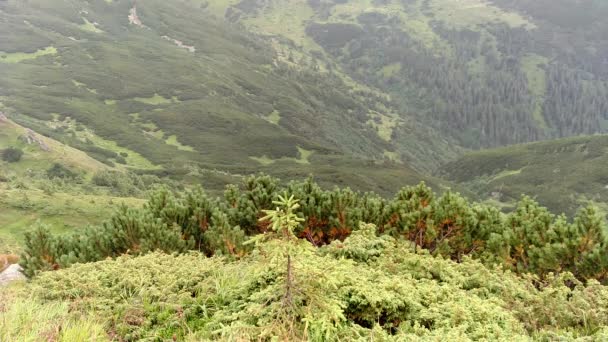 Le vent déplace l'herbe pente raide dans les montagnes Karpates en Ukraine — Video